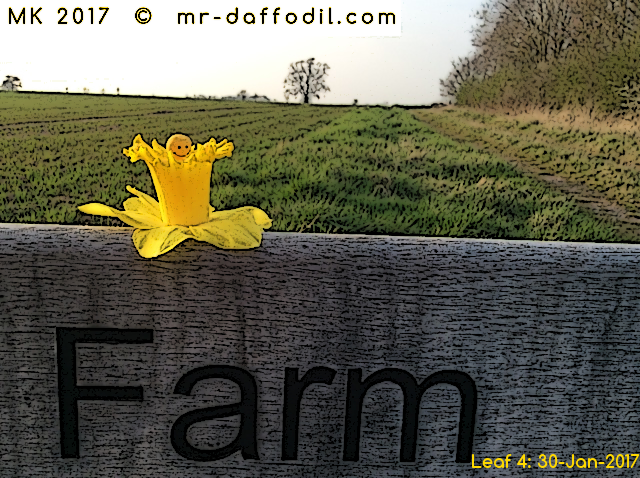 The Daffodil Farm